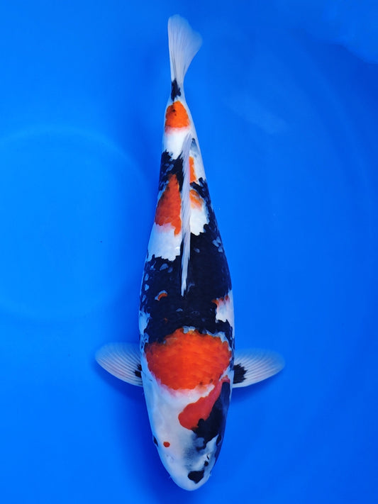 Koi fish for sale — 46 cm Hiroi Showa at ChampKoi