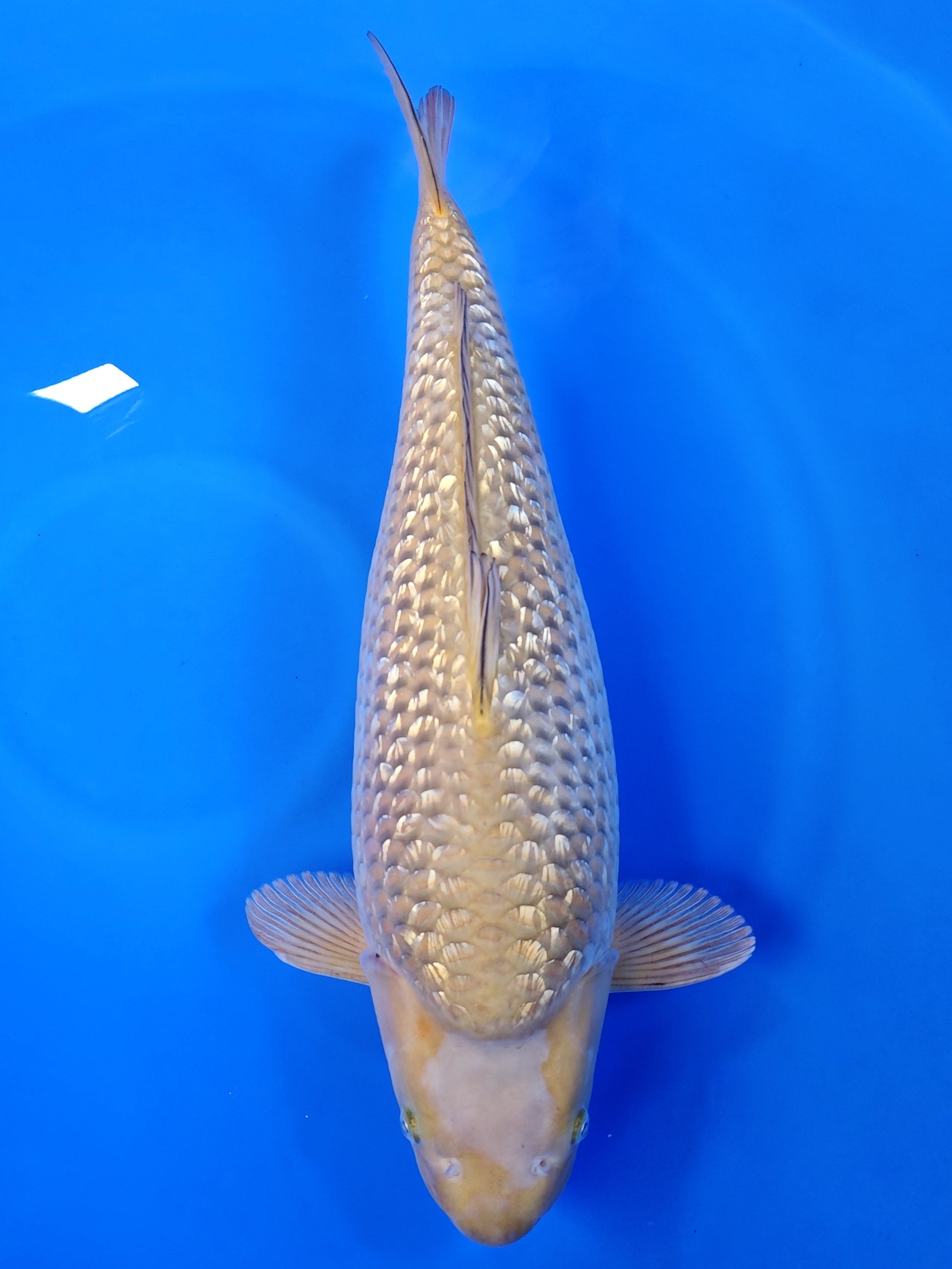 Koi fish for sale — 58 cm Hiroi Ginrin Ochiba at ChampKoi