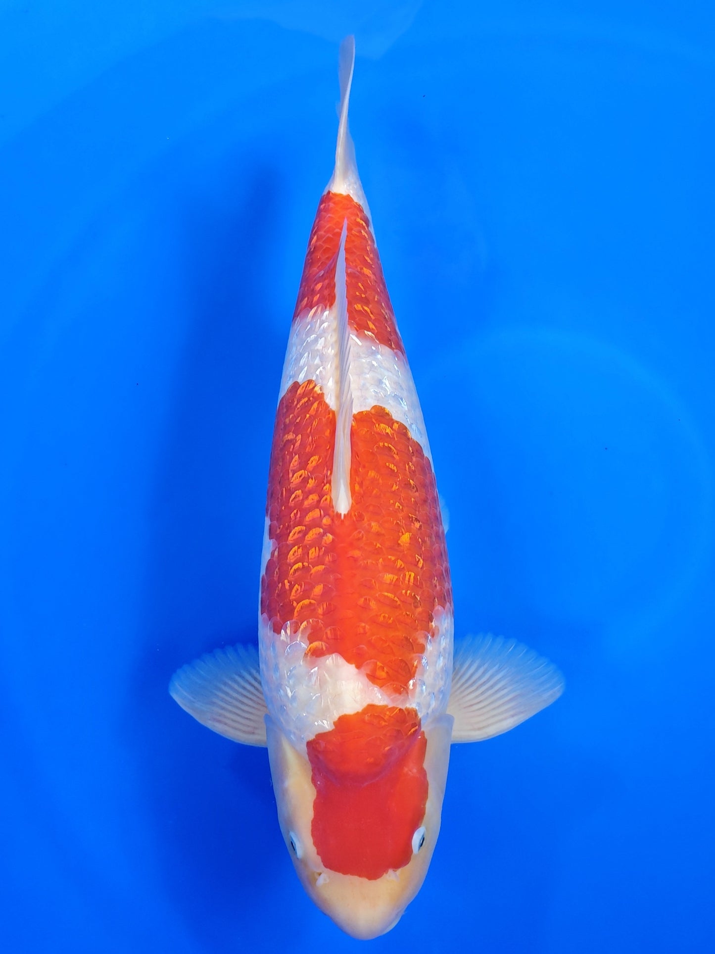 Koi fish for sale — 48 cm Torazo Ginrin Kohaku at ChampKoi
