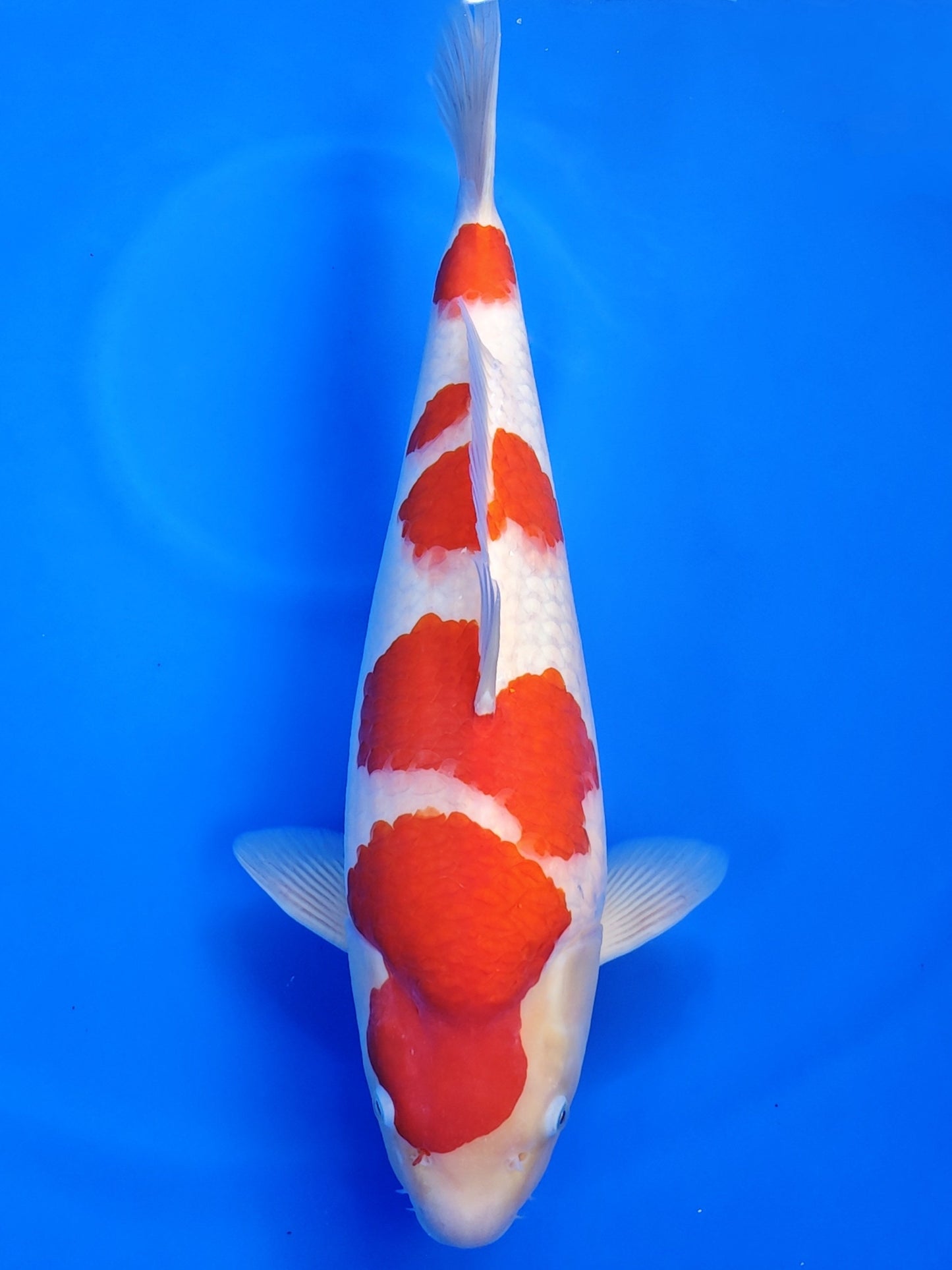 Koi fish for sale — 47 cm Torazo Kohaku at ChampKoi