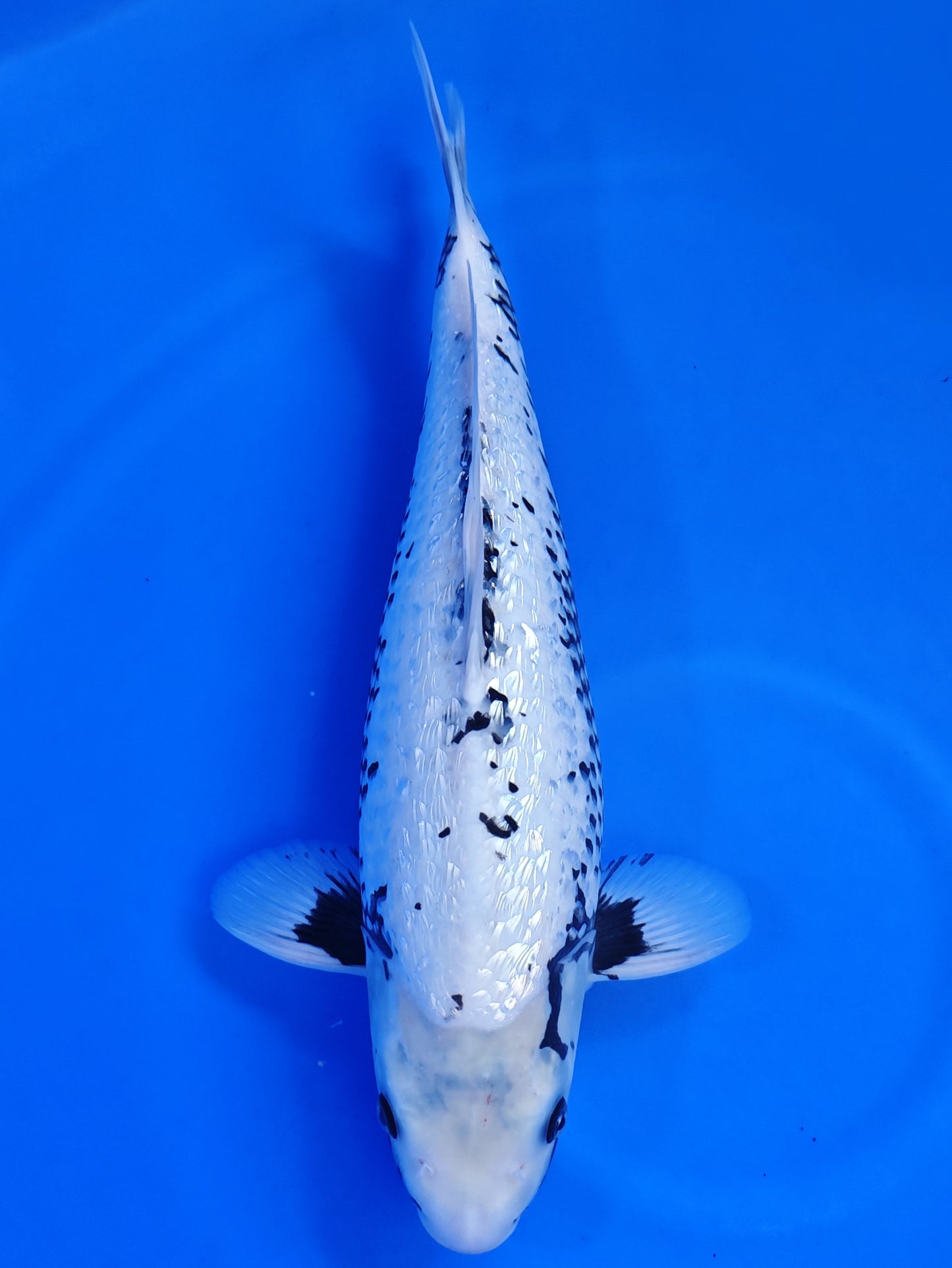 Koi fish for sale — 49 cm Kaneko Ginrin Matsukawabake at ChampKoi