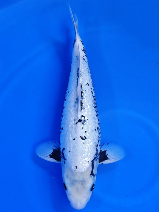Koi fish for sale — 49 cm Kaneko Ginrin Matsukawabake at ChampKoi
