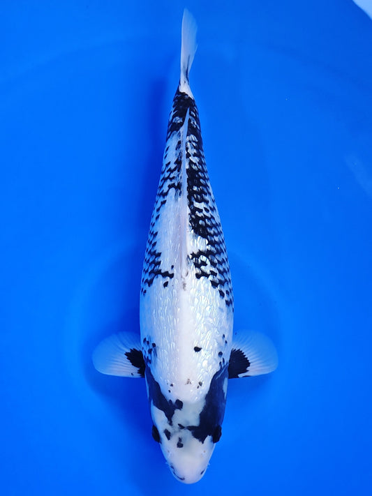 Koi fish for sale — 46 cm Kaneko Ginrin Matsukawabake at ChampKoi