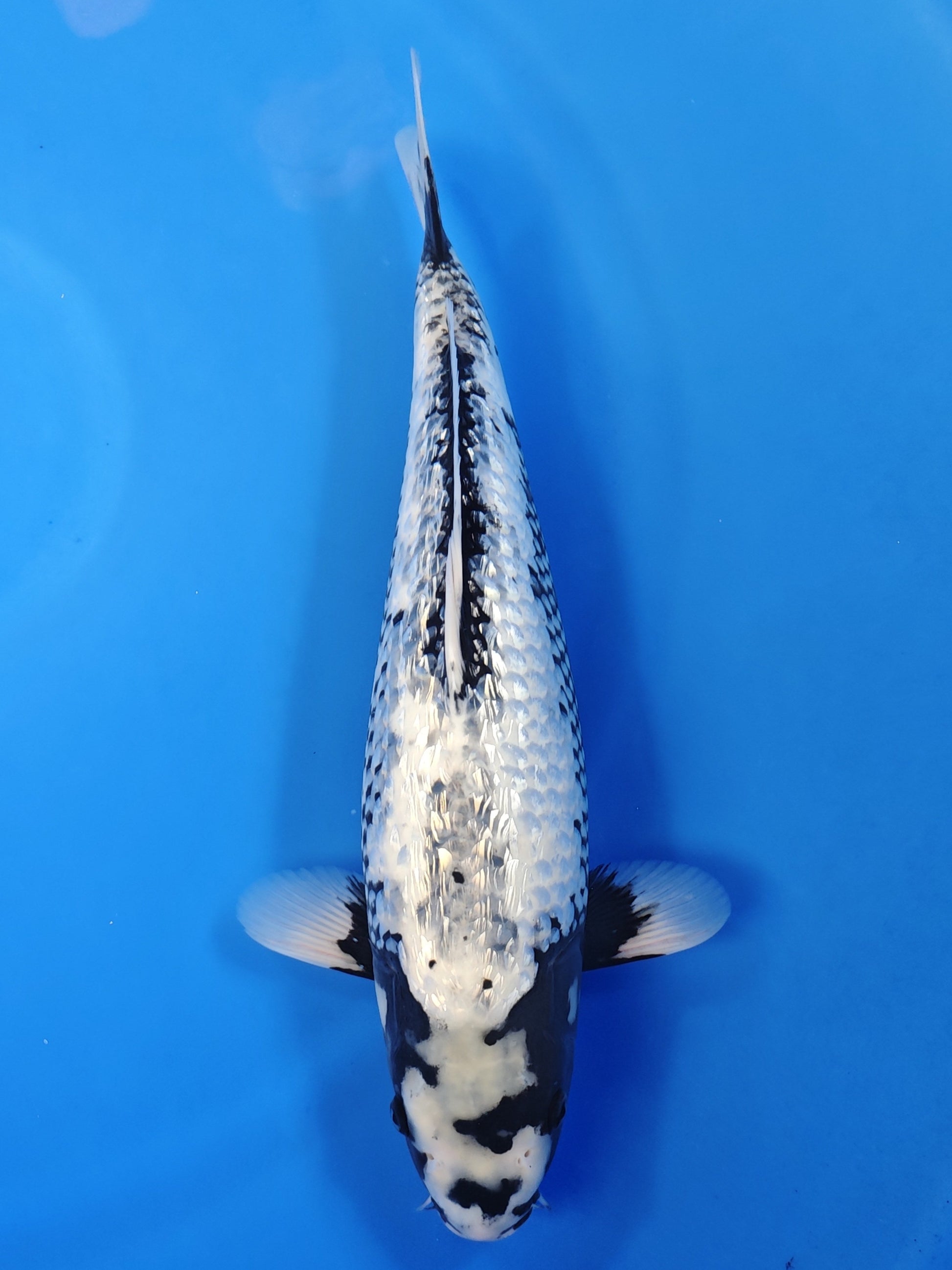 Koi fish for sale — 47 cm Kaneko Ginrin Matsukawabake at ChampKoi