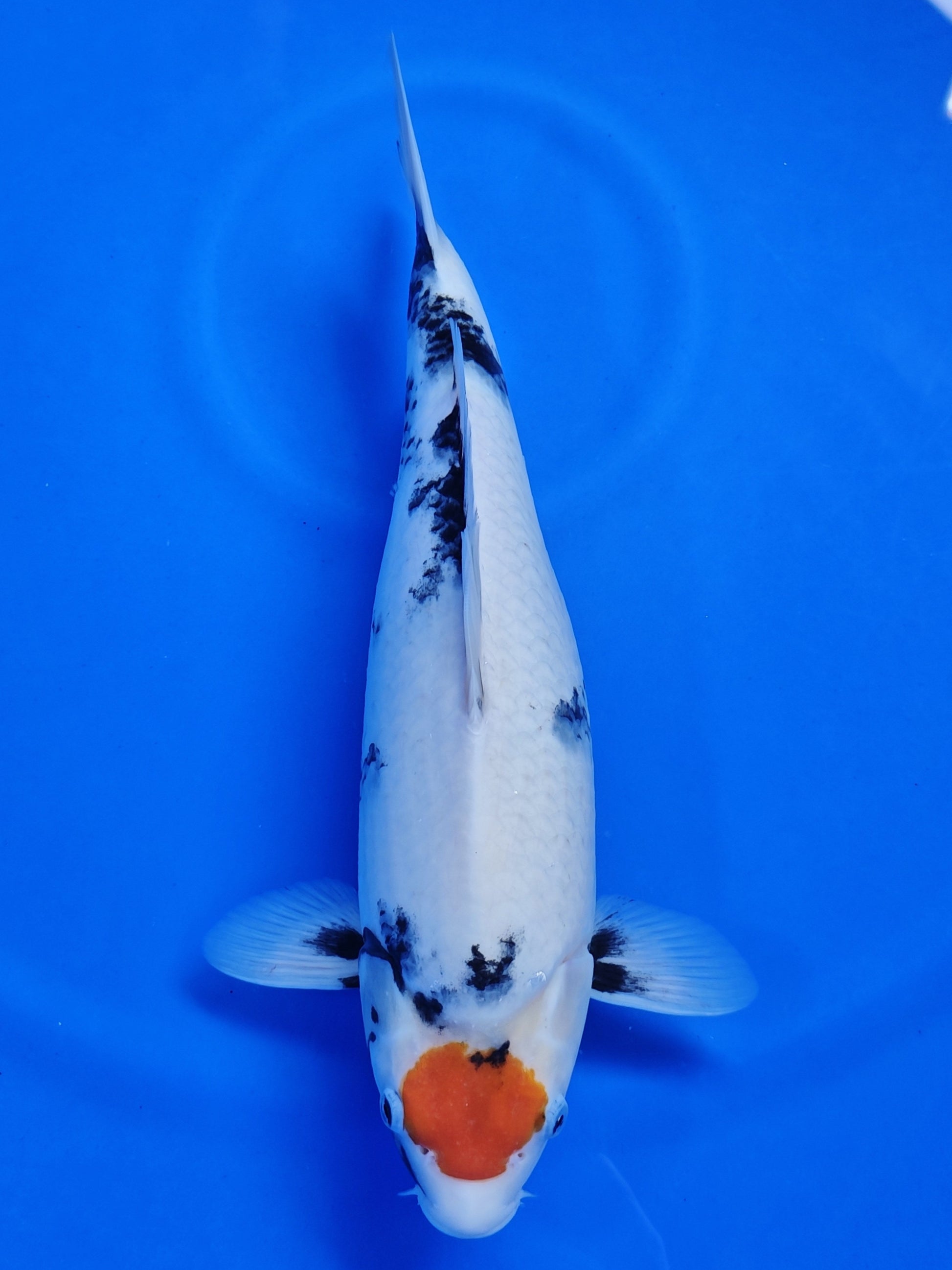 Koi fish for sale — 38 cm Kaneko Tancho Showa at ChampKoi