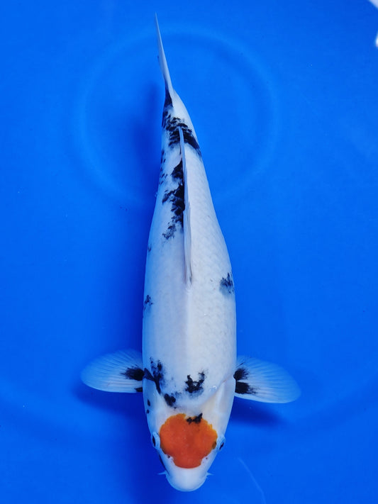 Koi fish for sale — 38 cm Kaneko Tancho Showa at ChampKoi