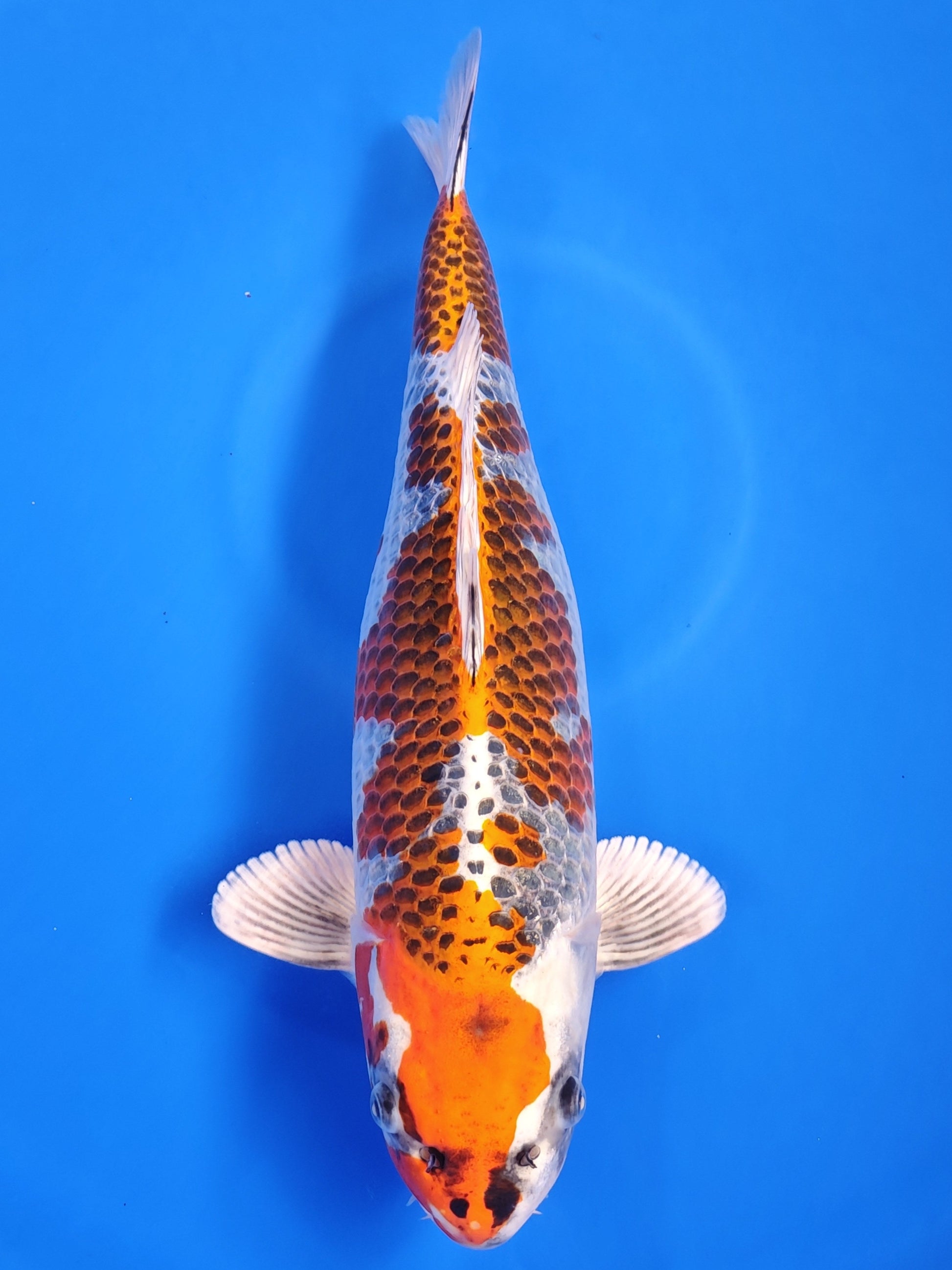 Koi fish for sale — 40 cm Kaneko Kujaku at ChampKoi