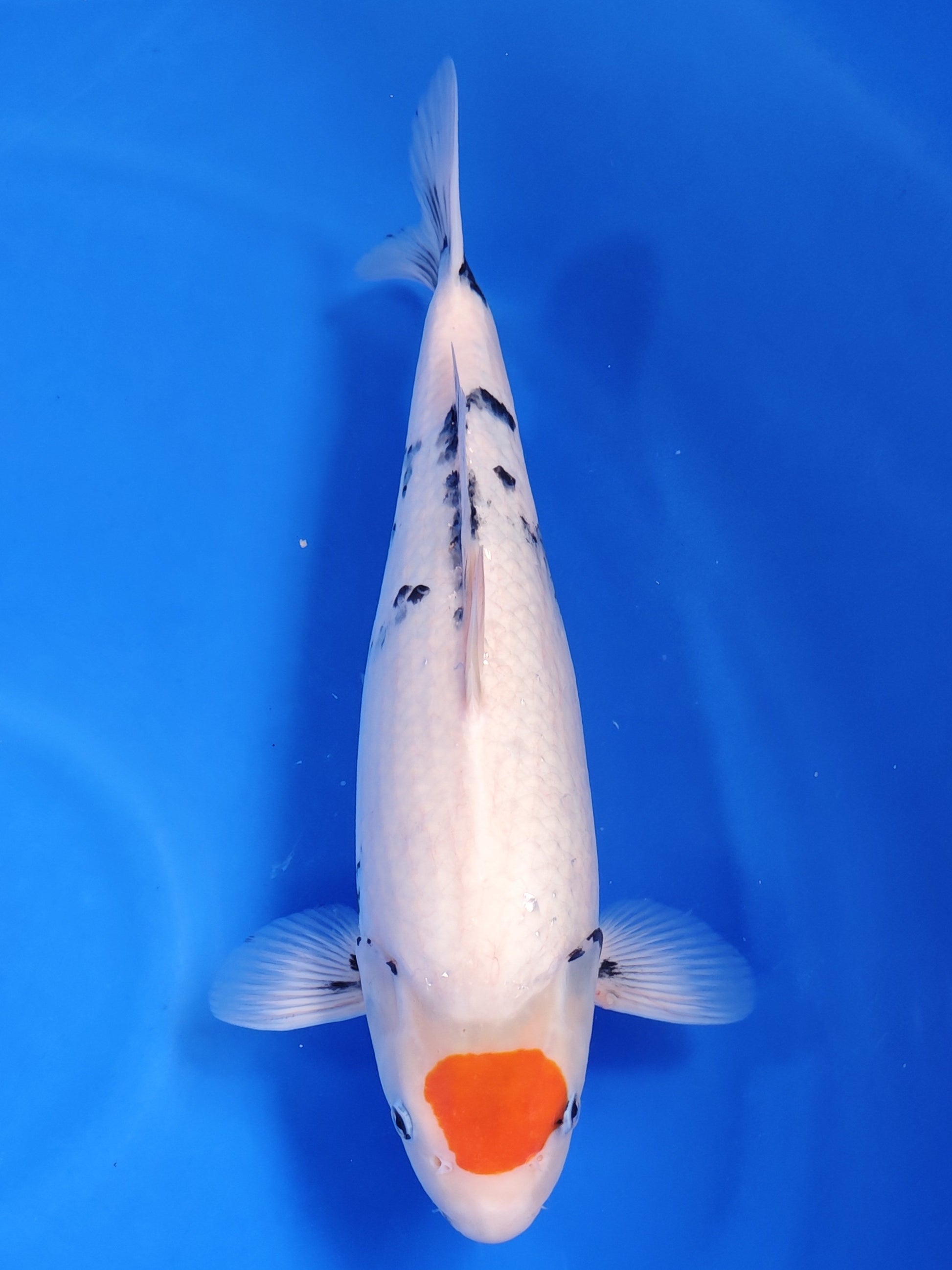 Koi fish for sale — 38 cm Kaneko Tancho Showa at ChampKoi