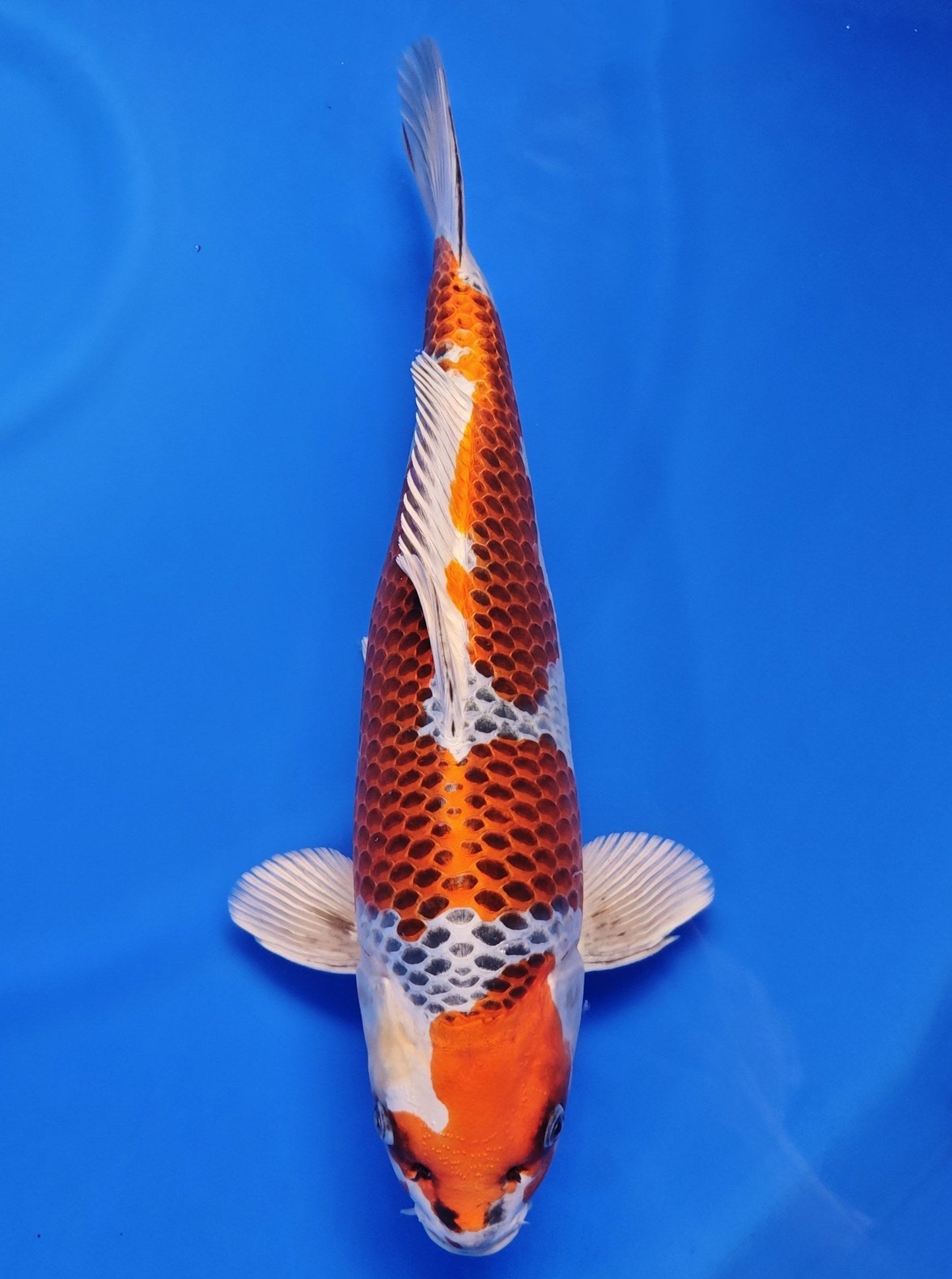 Koi fish for sale — 35 cm Kaneko Kujaku at ChampKoi