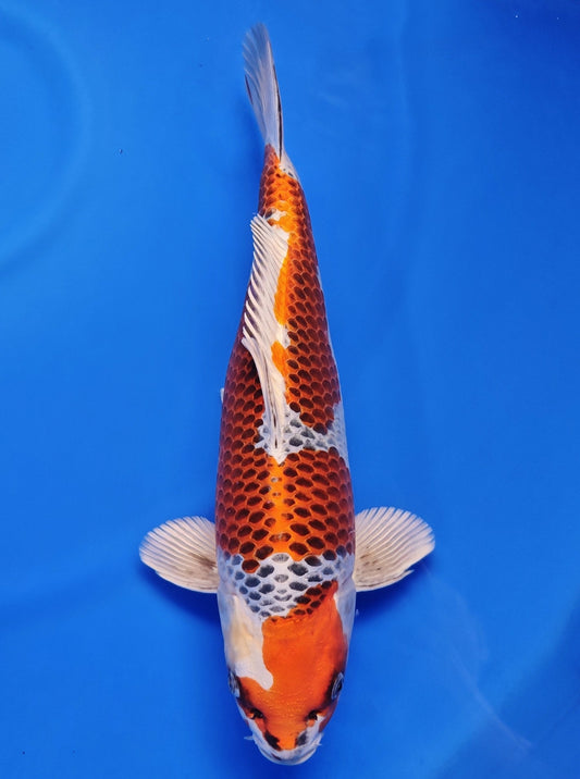 Koi fish for sale — 35 cm Kaneko Kujaku at ChampKoi