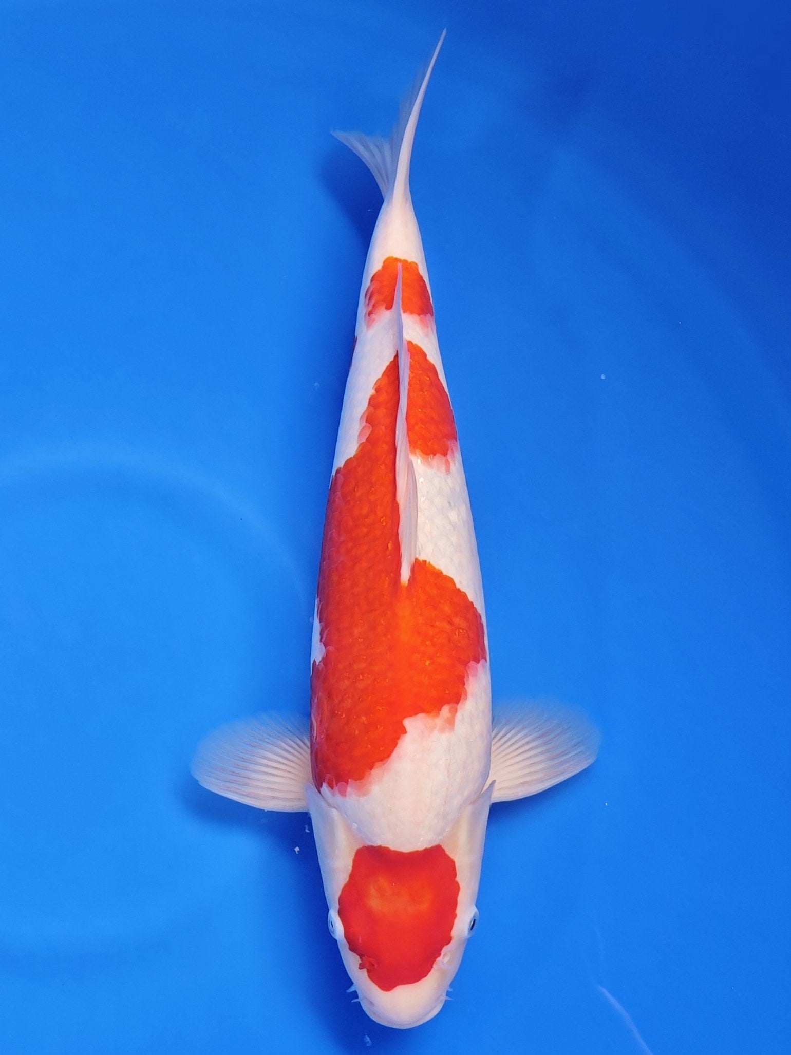 Koi fish for sale — 35 cm Kaneko Kohaku at ChampKoi