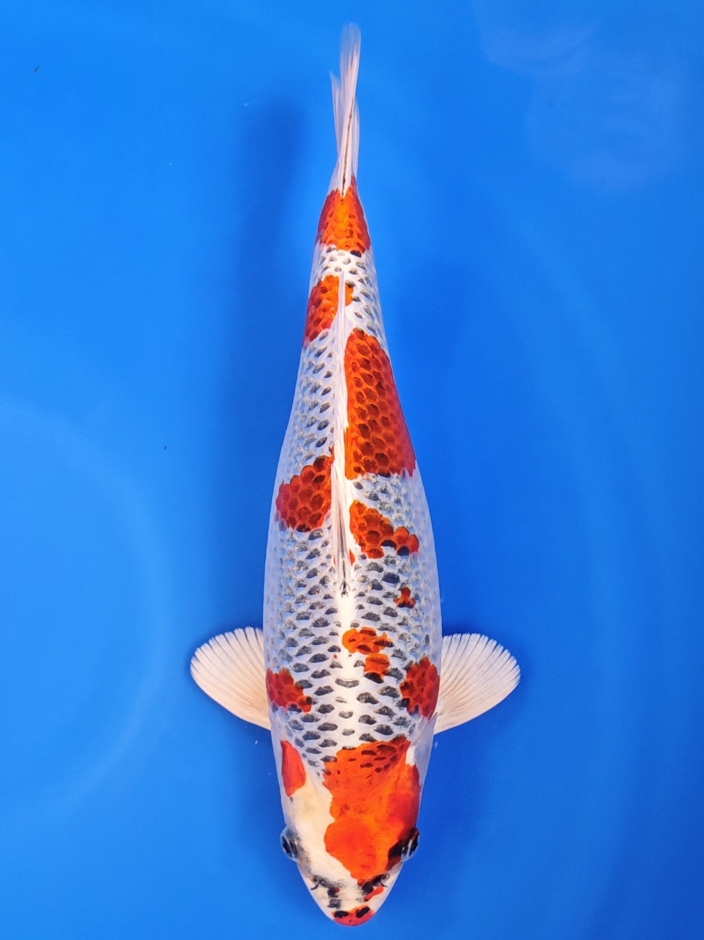 Koi fish for sale — 35 cm Kaneko Kujaku at ChampKoi