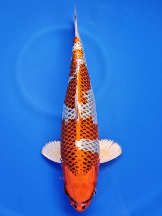 Koi fish for sale — 38 cm Kaneko Kujaku at ChampKoi