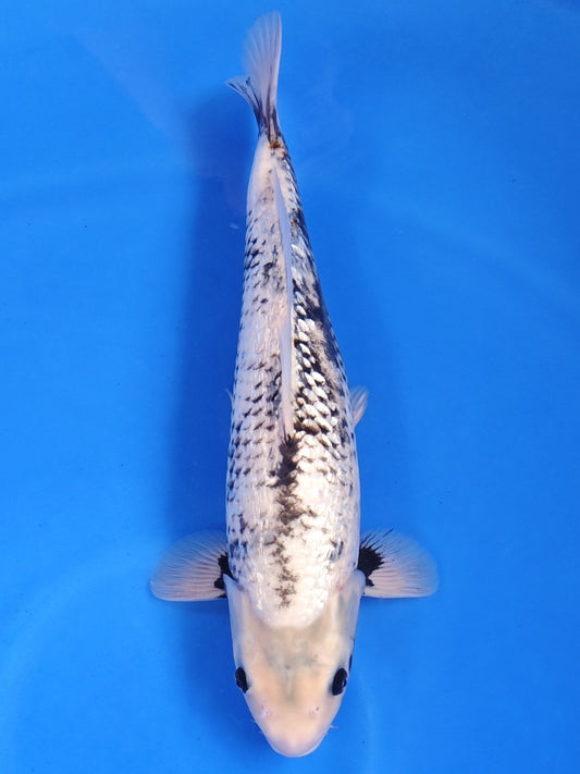 Koi fish for sale — 45 cm Kaneko Ginrin Matsukawabake at ChampKoi