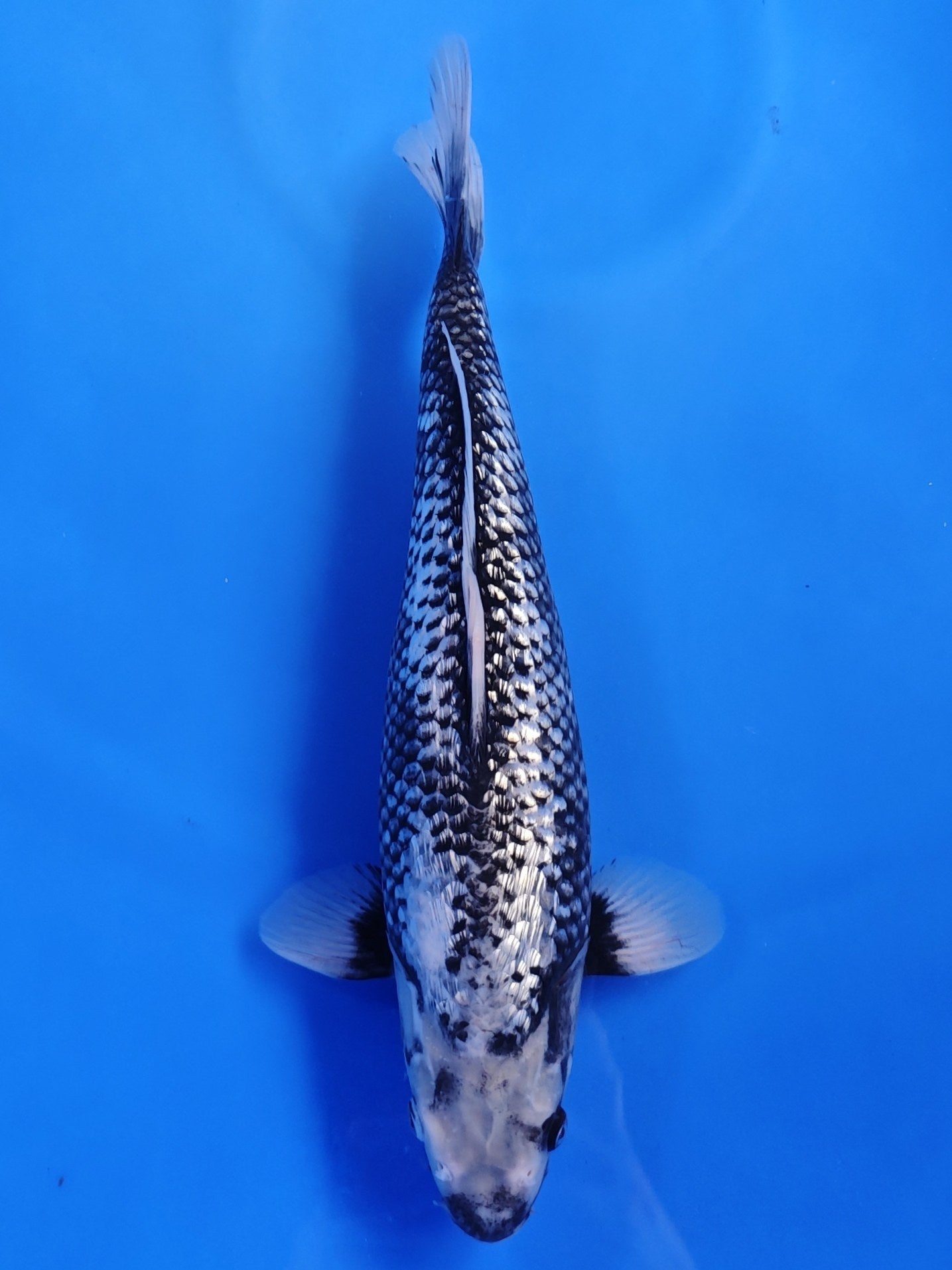 Koi fish for sale — 35 cm Kaneko Ginrin Matsukawabake at ChampKoi
