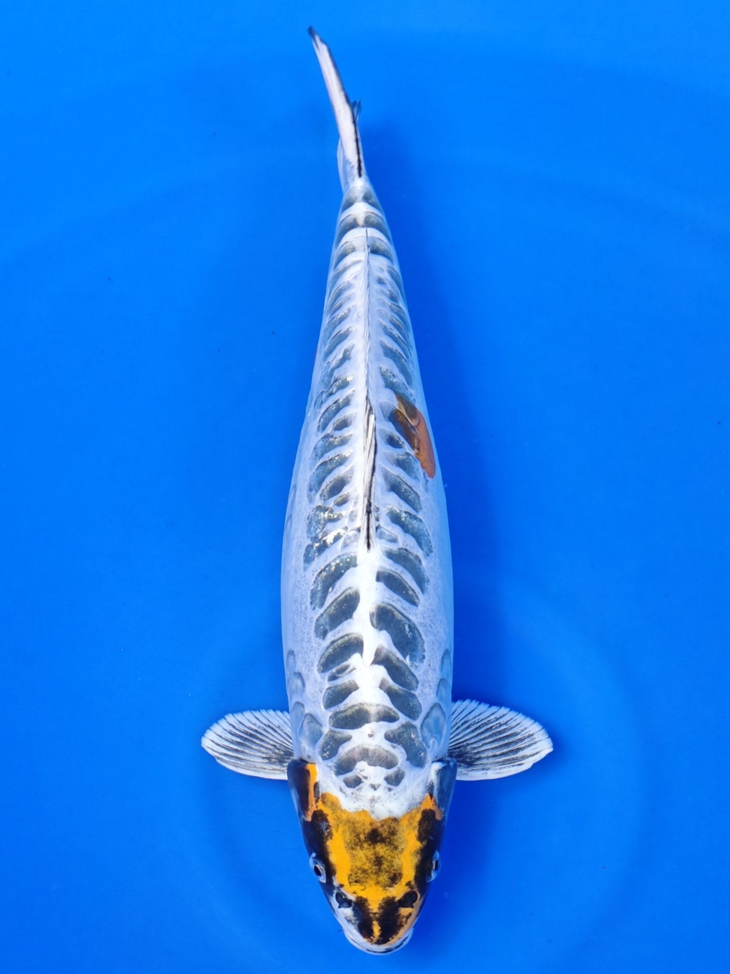 Koi fish for sale — 45 cm Maruhiro Doitsu Kogane at ChampKoi