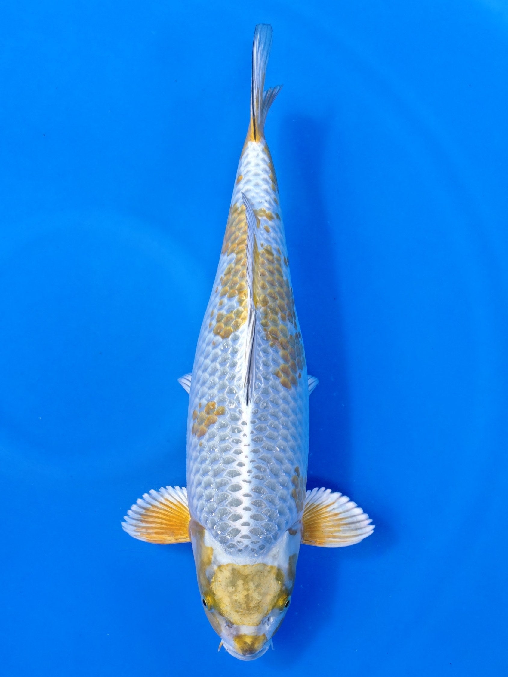 Koi fish for sale — 45 cm Maruhiro Kogane at ChampKoi