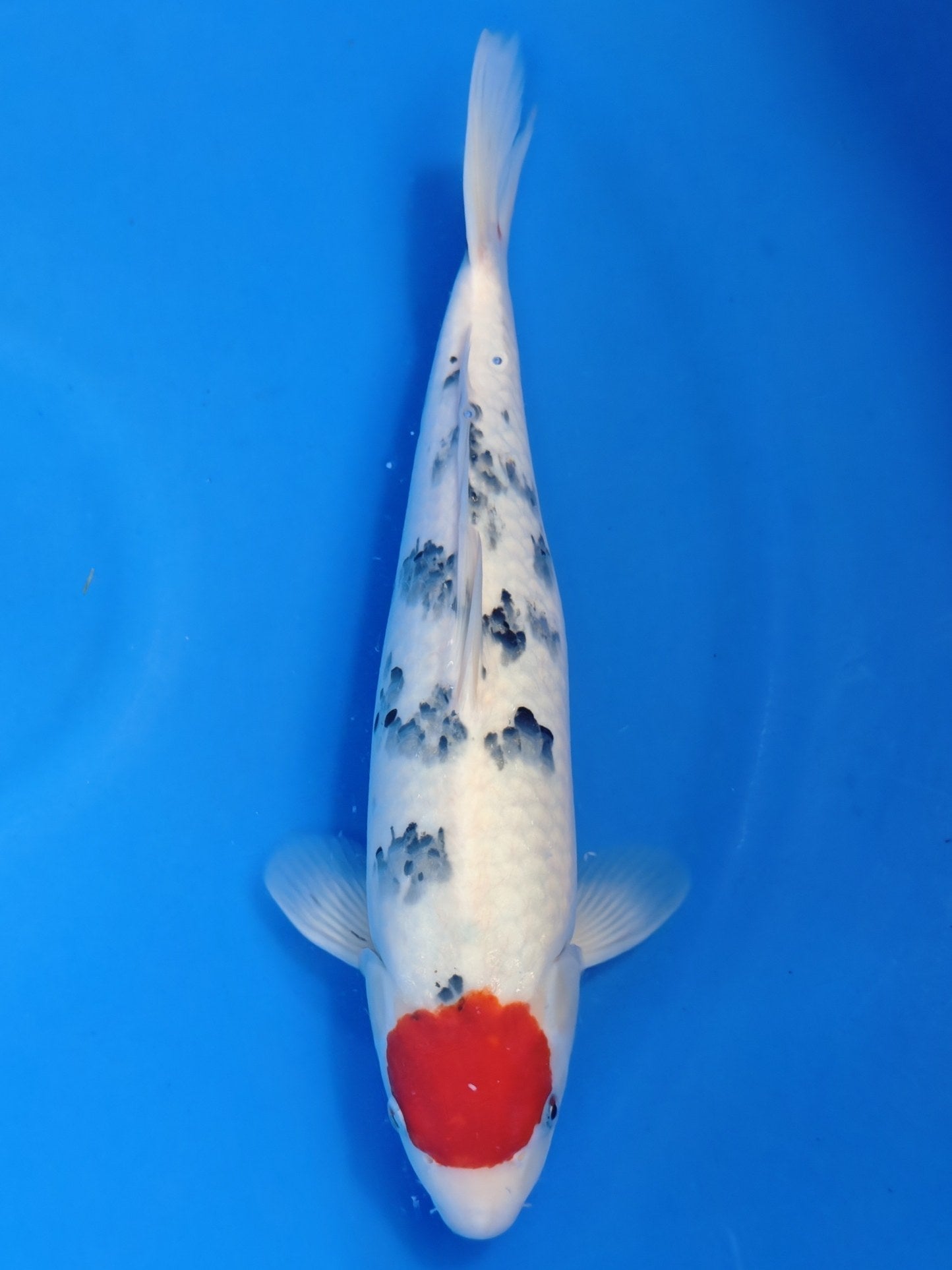 Koi fish for sale — 40 cm Maruhiro Tancho Sanke at ChampKoi