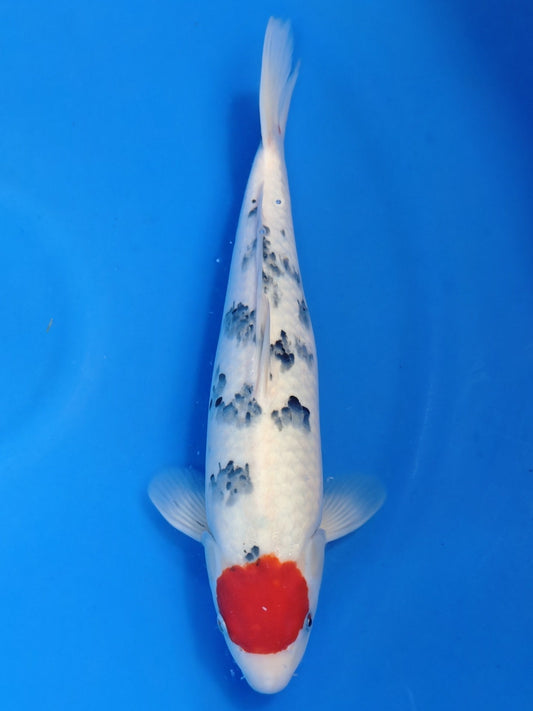 Koi fish for sale — 40 cm Maruhiro Tancho Sanke at ChampKoi