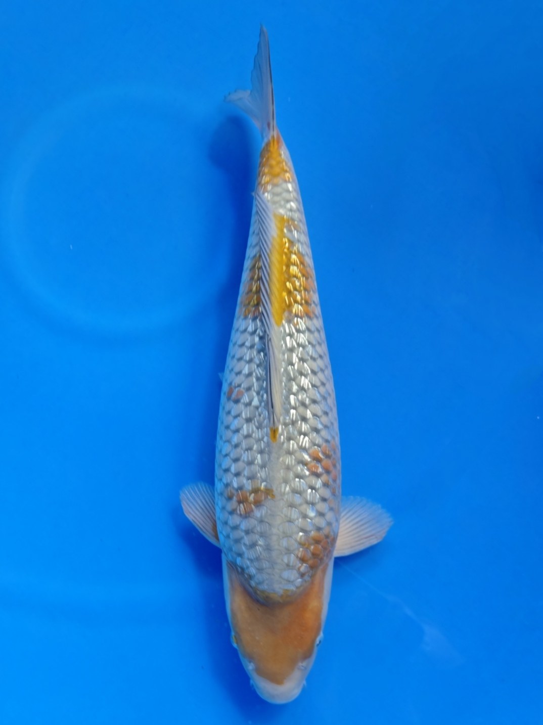Koi fish for sale — 45 cm Maruhiro Ginrin Ochiba at ChampKoi