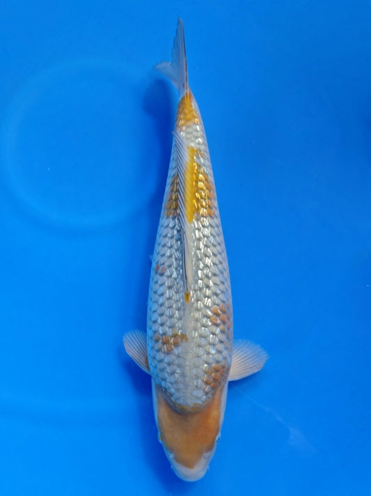 Koi fish for sale — 45 cm Maruhiro Ginrin Ochiba at ChampKoi