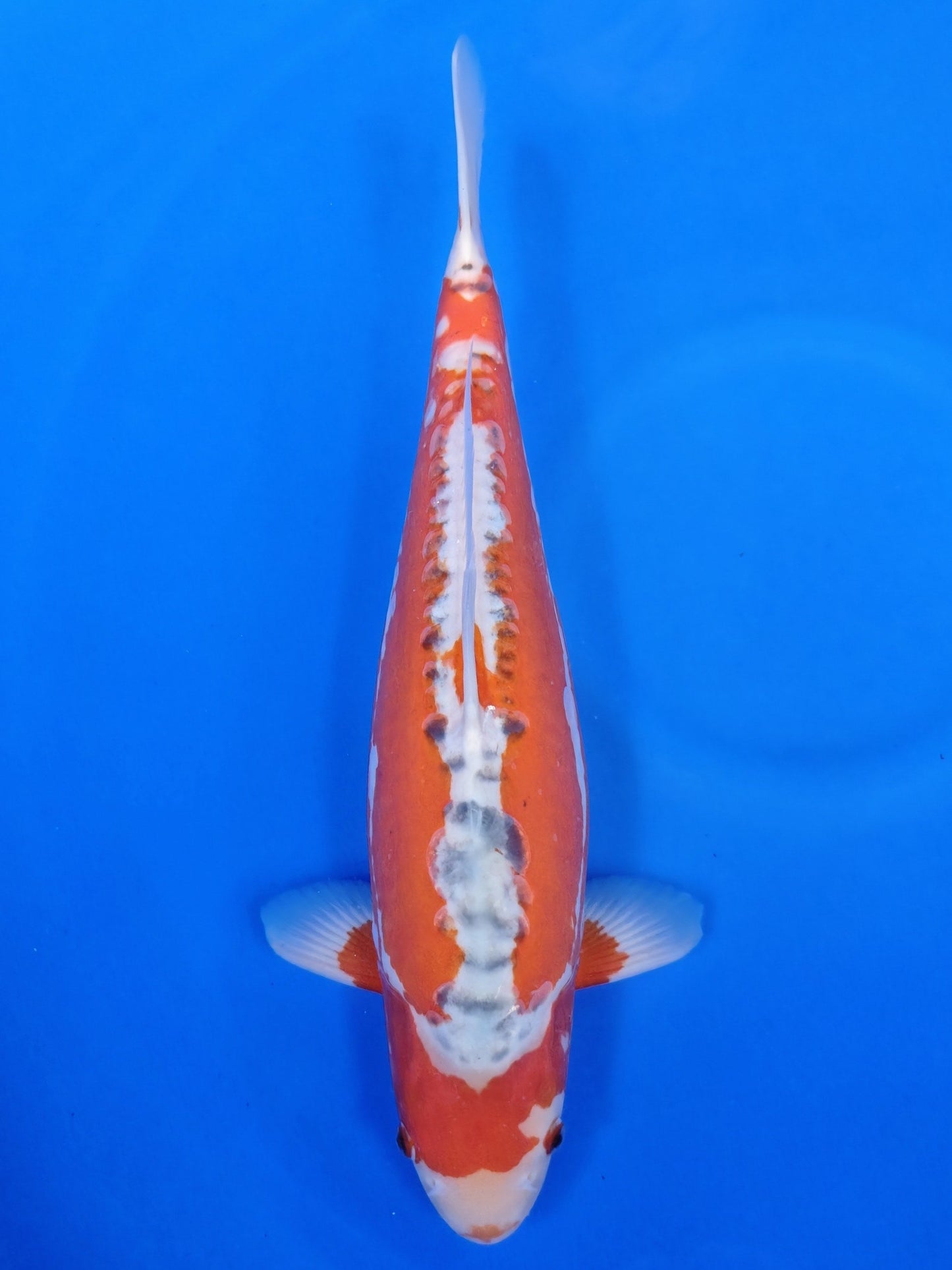 Koi fish for sale — 45 cm Maruhiro Shusui at ChampKoi
