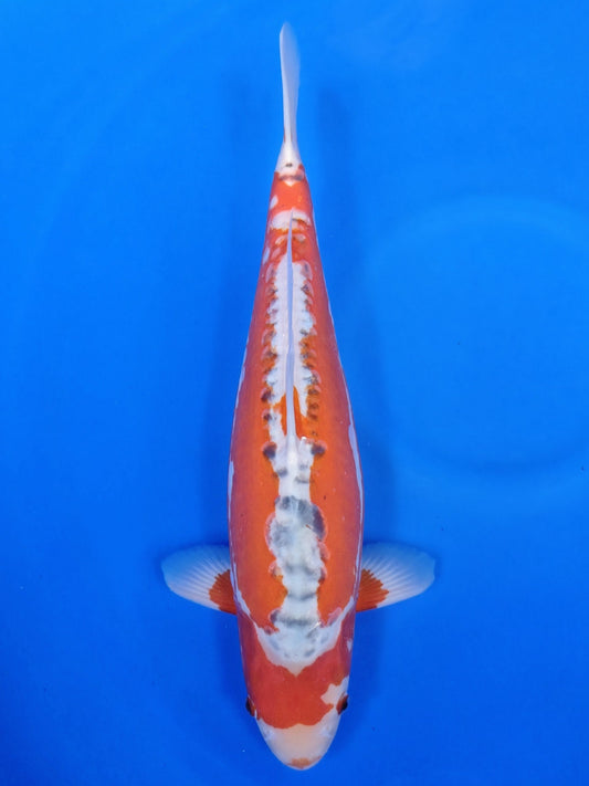 Koi fish for sale — 45 cm Maruhiro Shusui at ChampKoi