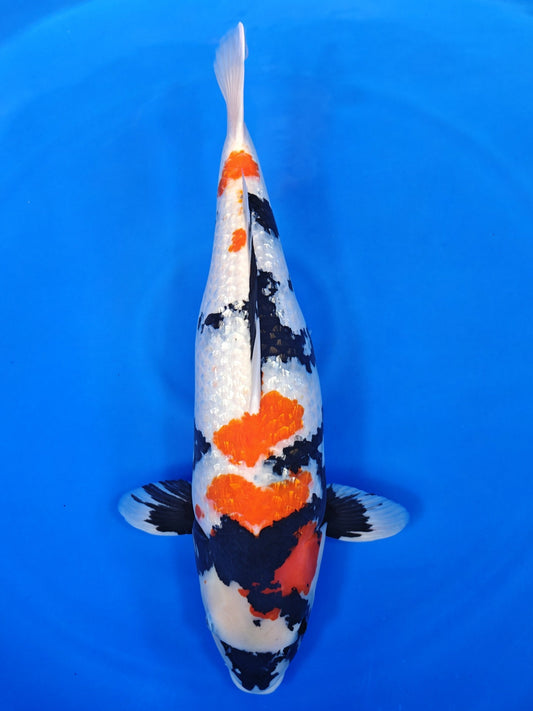 Koi fish for sale — 65 cm Marusei Ginrin Showa at ChampKoi