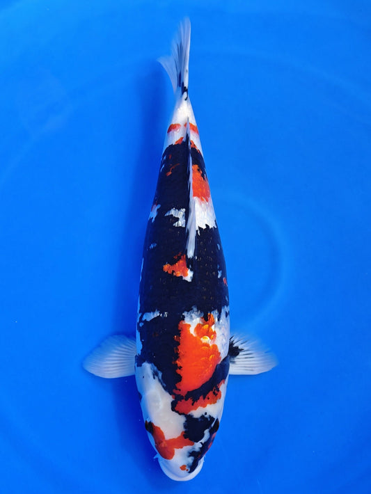 Koi fish for sale — 60 cm Marusei Ginrin Showa at ChampKoi