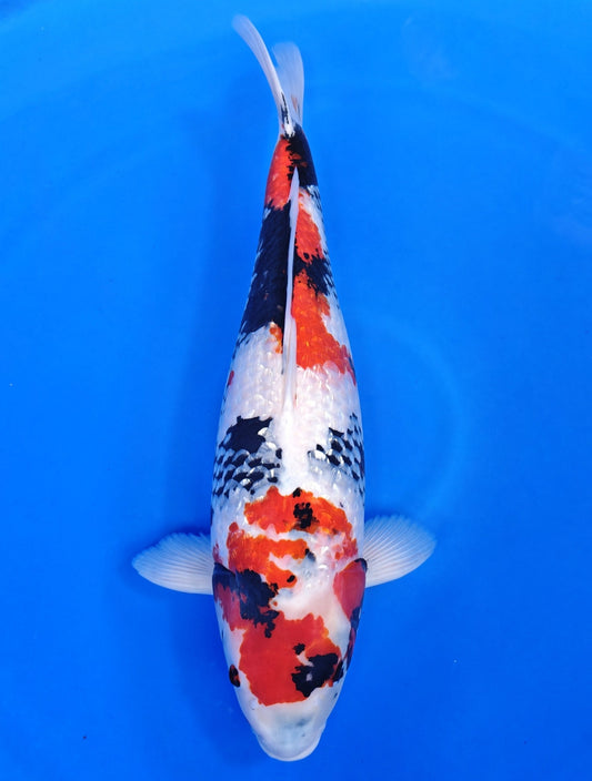 Koi fish for sale — 58 cm Marusei Ginrin Showa at ChampKoi