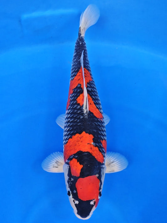 Koi fish for sale — 55 cm Ozumi Ikarashi Goshiki at ChampKoi