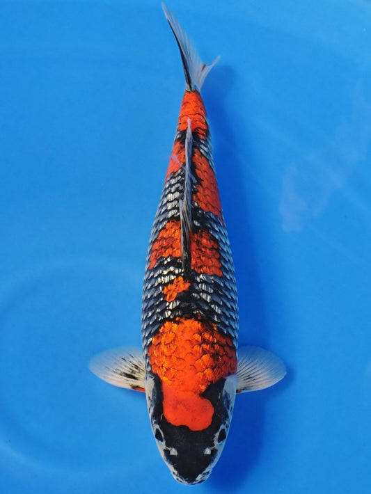 Koi fish for sale — 49 cm Ozumi Ikarashi Ginrin Goshiki at ChampKoi