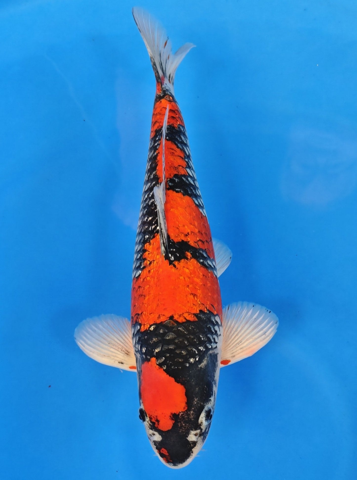 Koi fish for sale — 42 cm Ozumi Ikarashi Ginrin Goshiki at ChampKoi
