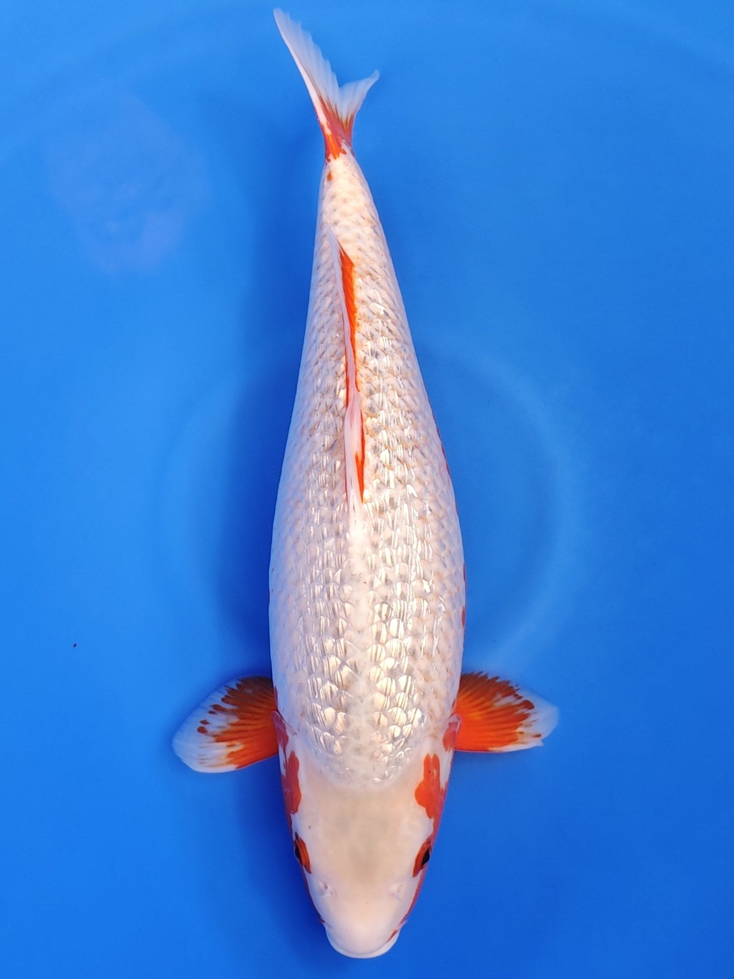 Koi fish for sale — 50 cm Ozumi Ikarashi Ginrin Yuki Asagi at ChampKoi