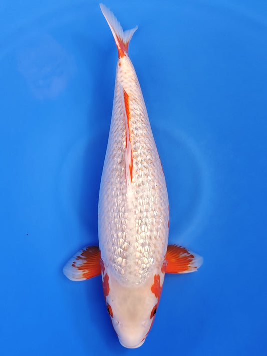 Koi fish for sale — 50 cm Ozumi Ikarashi Ginrin Yuki Asagi at ChampKoi