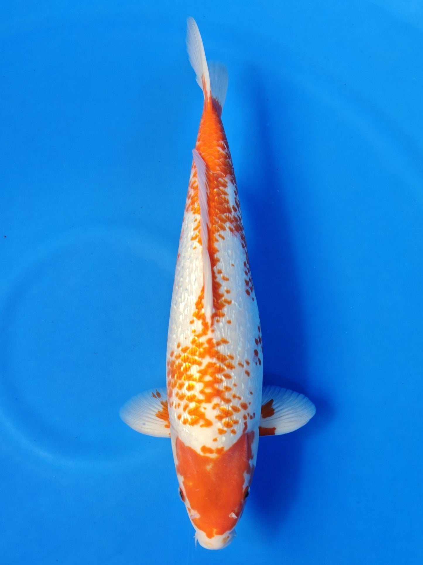 Koi fish for sale — 41 cm Ozumi Ikarashi Ginrin Yuki Asagi at ChampKoi