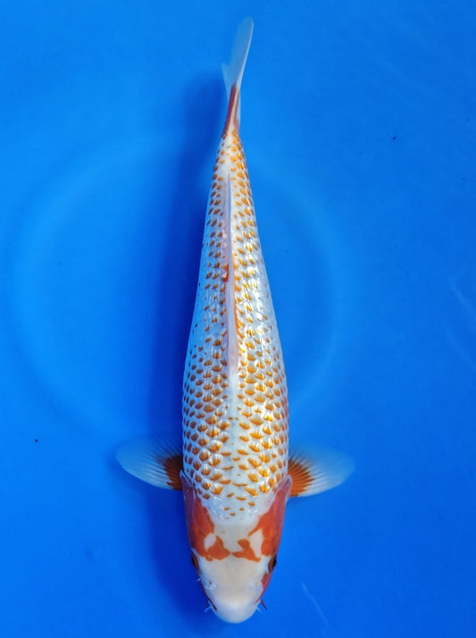 Koi fish for sale — 39 cm Ozumi Ikarashi Ginrin Yuki Asagi at ChampKoi