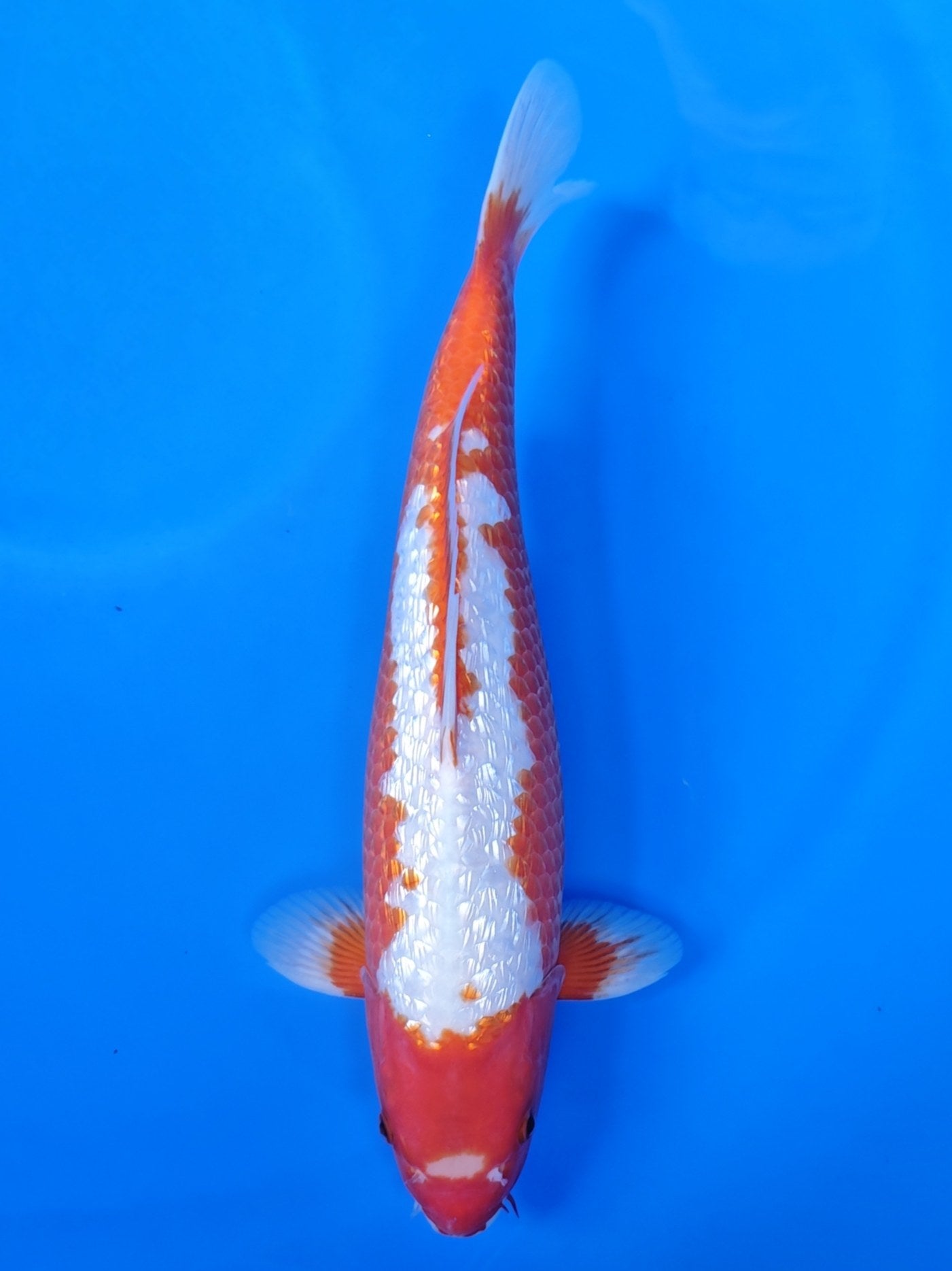 Koi fish for sale — 40 cm Ozumi Ikarashi Ginrin Asagi at ChampKoi
