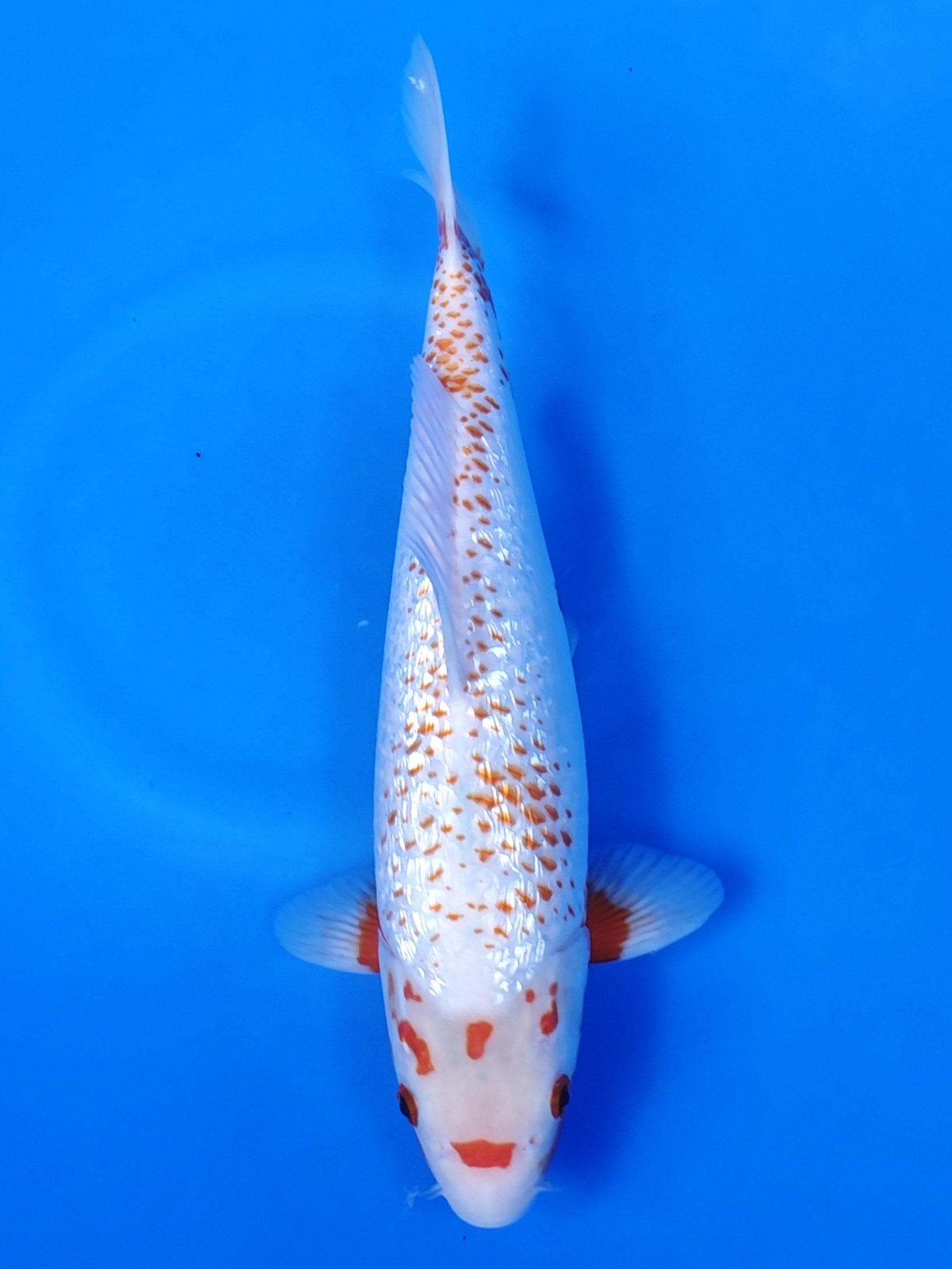 Koi fish for sale — 41 cm Ozumi Ikarashi Ginrin Yuki Asagi at ChampKoi