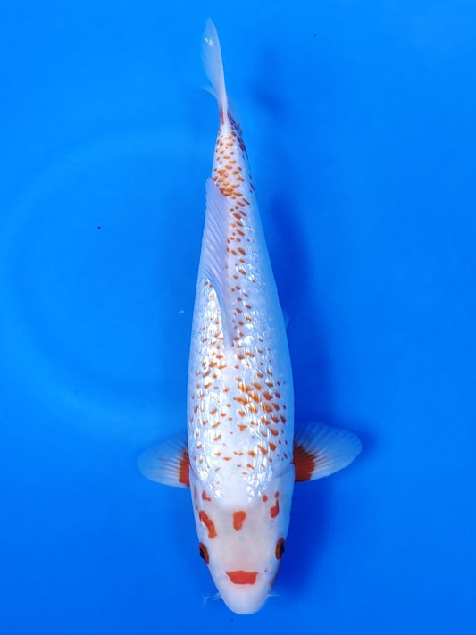 Koi fish for sale — 41 cm Ozumi Ikarashi Ginrin Yuki Asagi at ChampKoi