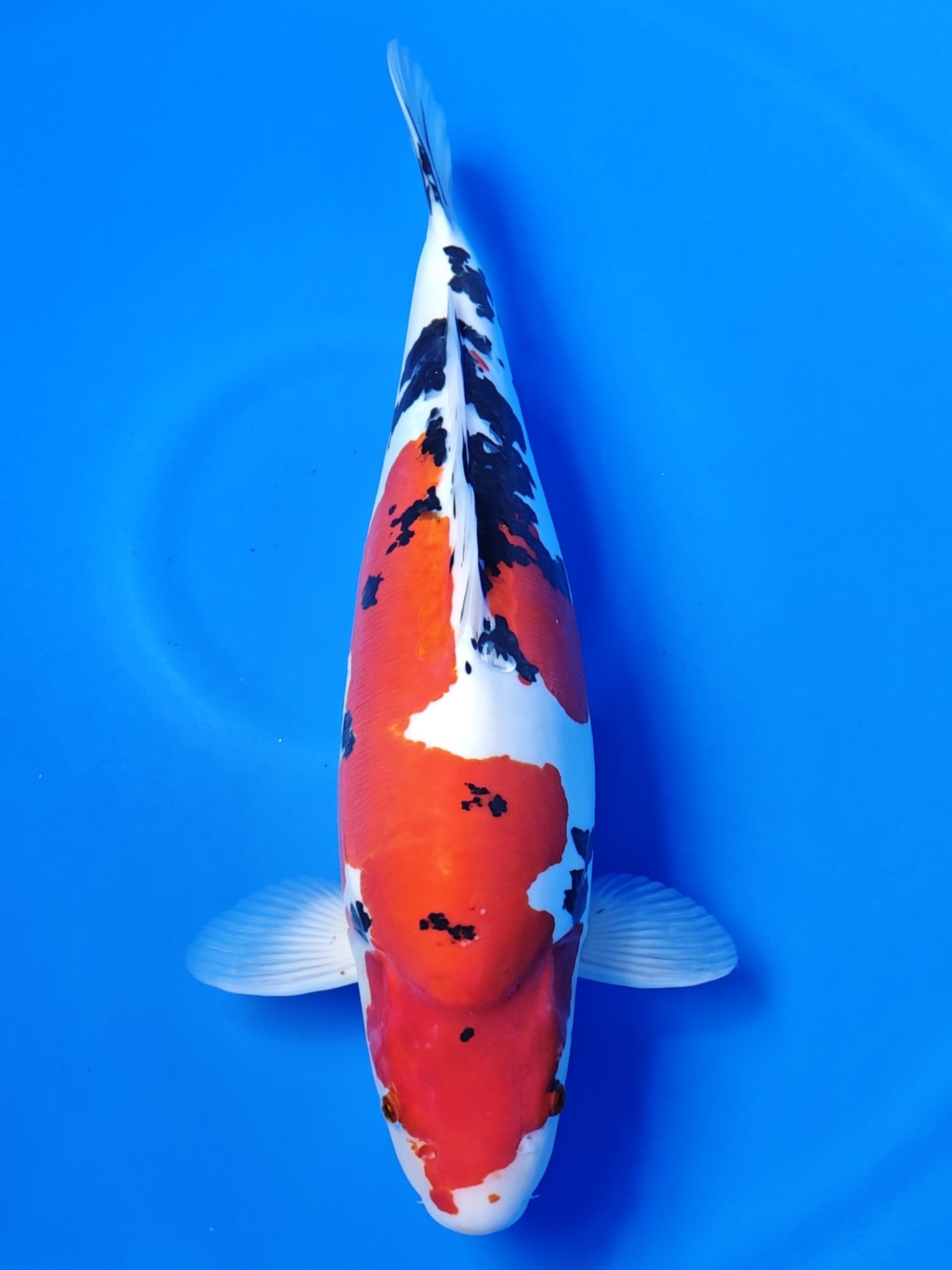 Koi fish for sale — 50 cm Ozumi Ikarashi Doitsu Sanke at ChampKoi