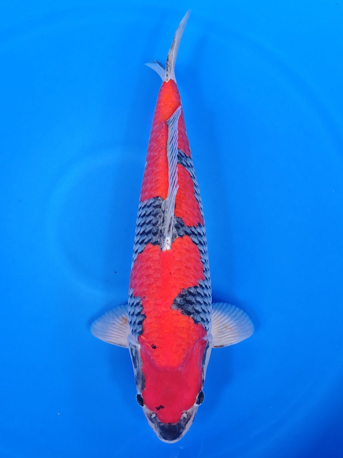 Koi fish for sale — 57 cm Yagenji Goshiki at ChampKoi