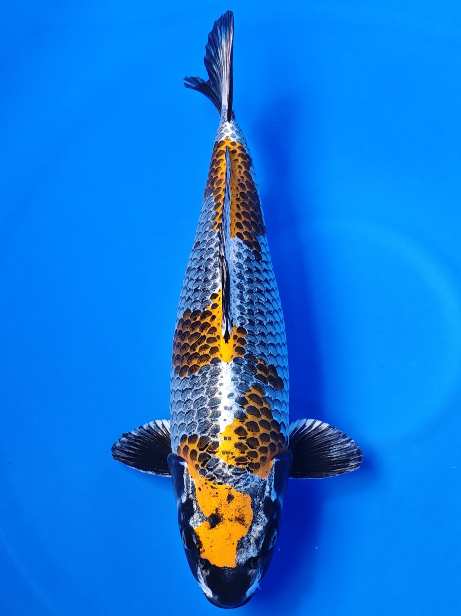 Koi fish for sale — 55 cm Ozumi Ikarashi Beni Ginga at ChampKoi