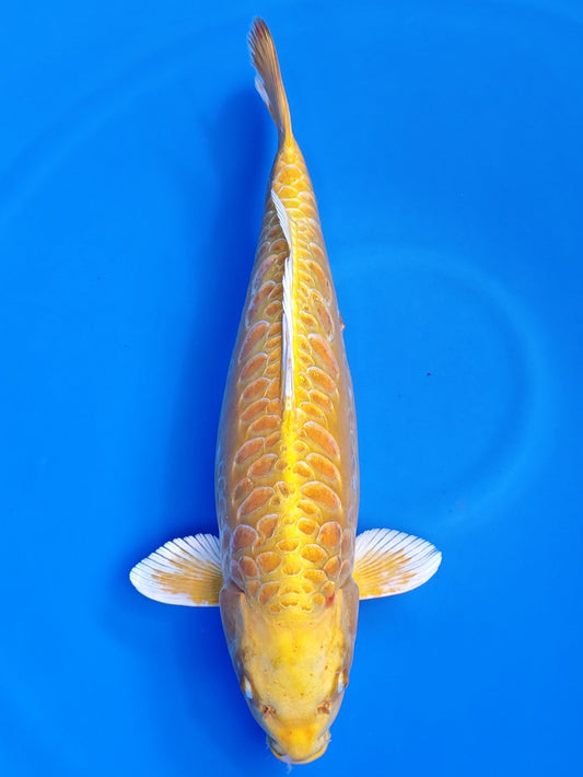 Koi fish for sale — 53 cm Ozumi Ikarashi Aragoke Yamabuki Ogon at ChampKoi