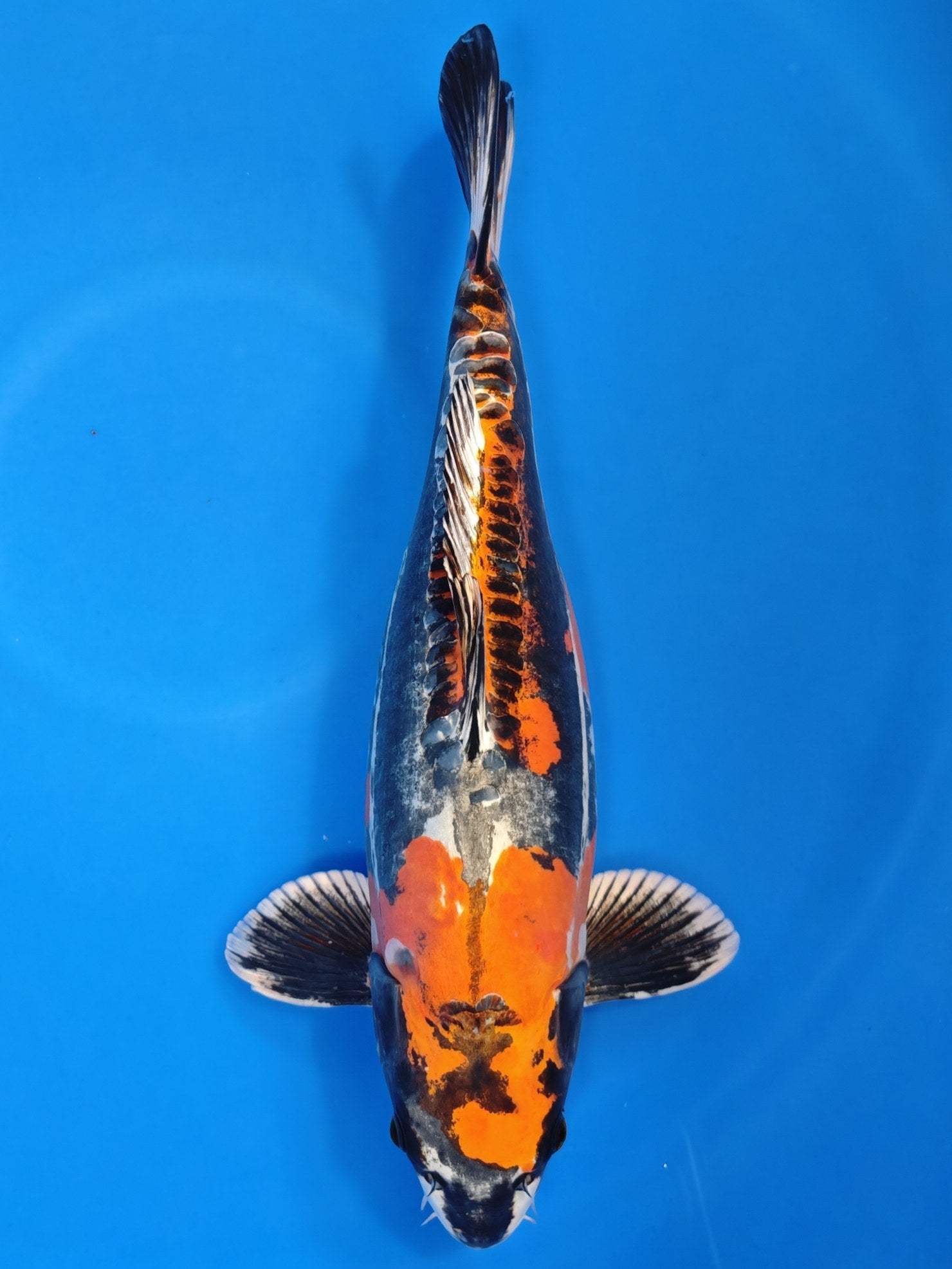 Koi fish for sale — 47 cm Ozumi Ikarashi Beni Kikokuryu at ChampKoi