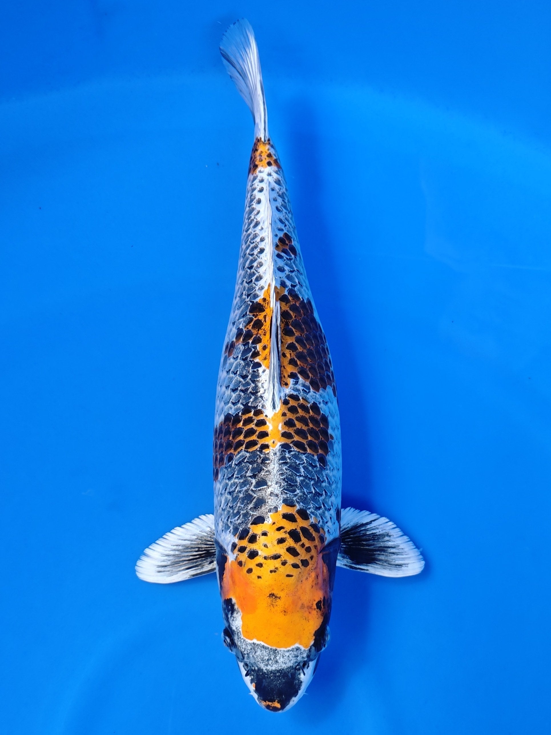 Koi fish for sale — 50 cm Ozumi Ikarashi Beni Ginga at ChampKoi