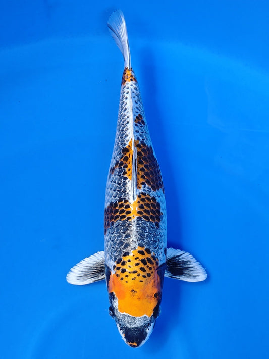 Koi fish for sale — 50 cm Ozumi Ikarashi Beni Ginga at ChampKoi