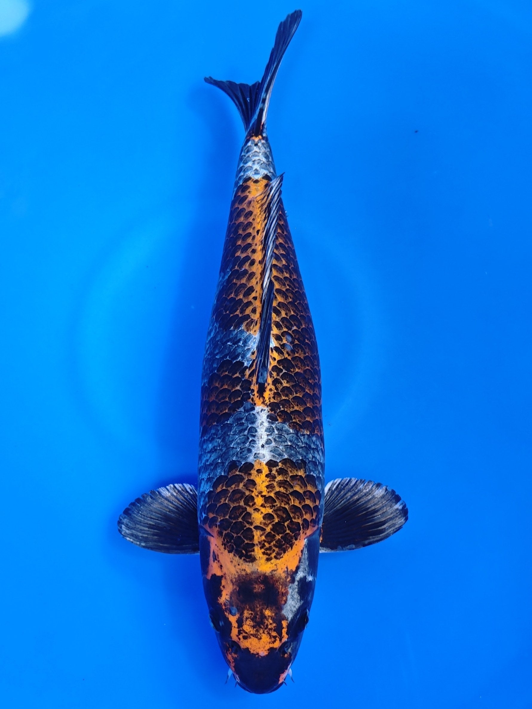 Koi fish for sale — 49 cm Ozumi Ikarashi Beni Ginga at ChampKoi