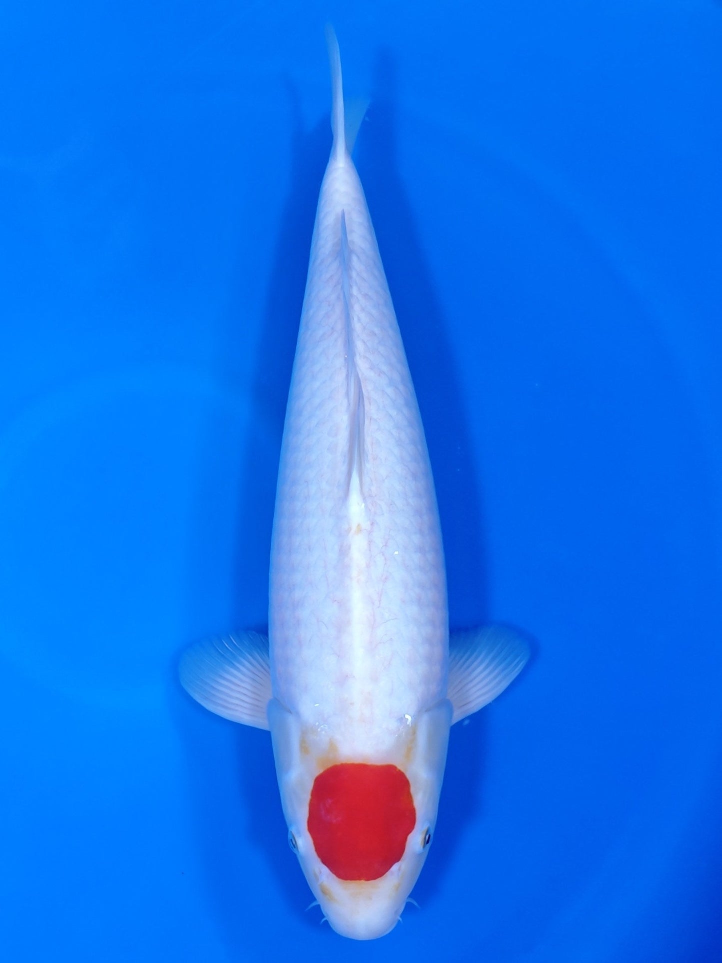 Koi fish for sale — 52 cm Nogami Tancho Kohaku at ChampKoi
