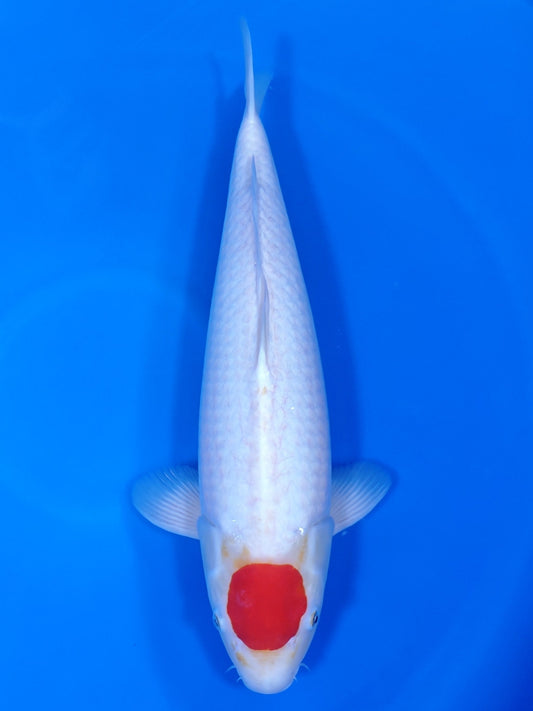 Koi fish for sale — 52 cm Nogami Tancho Kohaku at ChampKoi